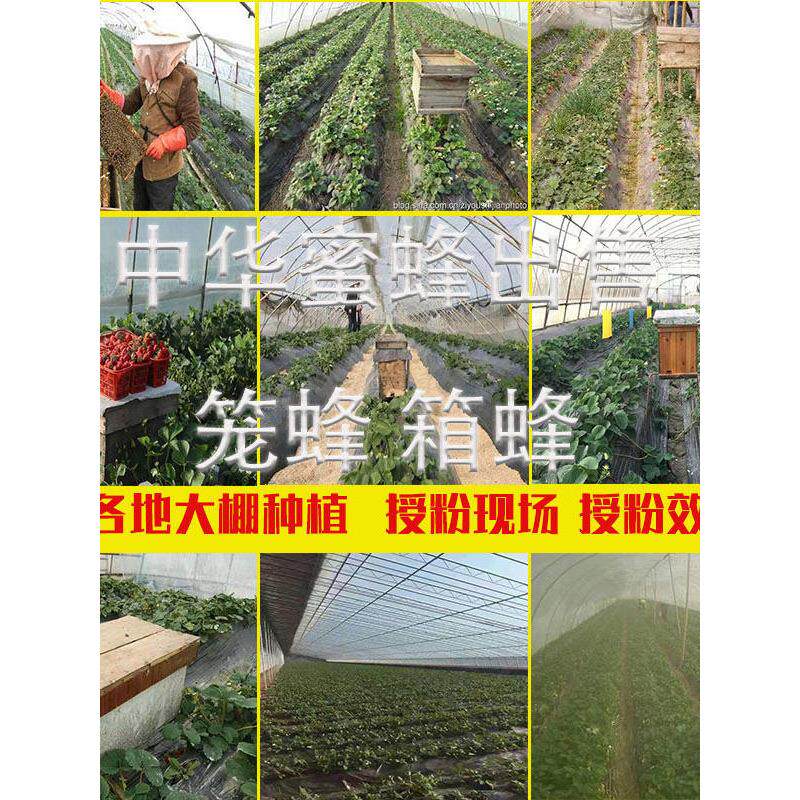 中蜂蜂群带王蜜蜂蜂群养殖带子脾阿坝中蜂带蜂箱中华土蜂出售包邮