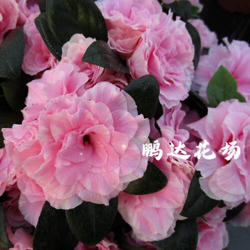 西鹃新品 爱之彩 爱子彩 室内盆栽杜鹃花多季开花品种