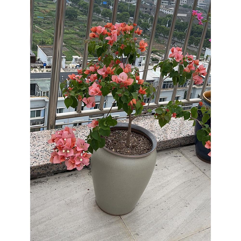 青月2023新款景德镇陶瓷花盆粗陶透气大口径吸财树白色花盆30CM