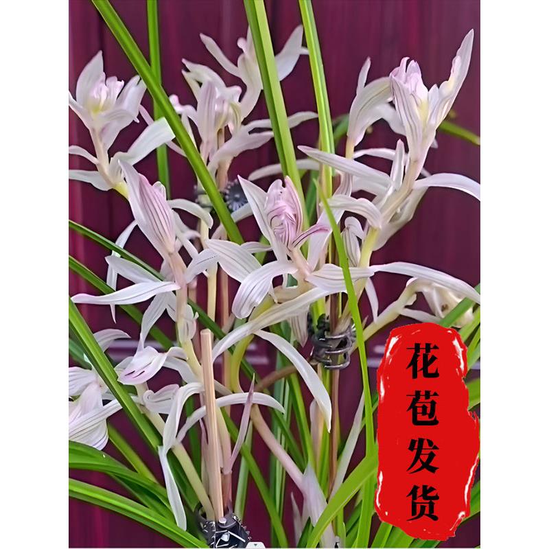 莲瓣兰金沙树菊无花苞发货兰花尺寸花卉使用透气裸根兰花苗