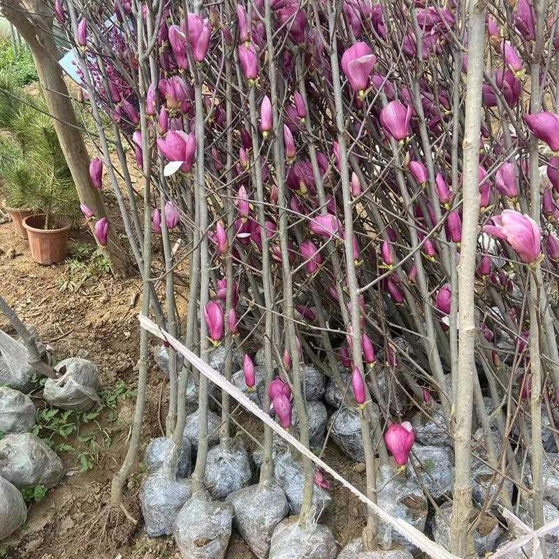 庭院玉兰花树苗紫黄娇红一号地栽嫁接大苗当年开花浓香花卉耐寒
