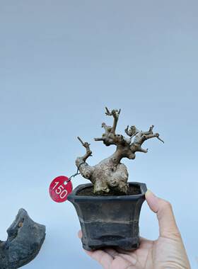 矮霸对节白蜡微型盆景小苗素材新手练手桩一物一拍植物老熟桩双杆