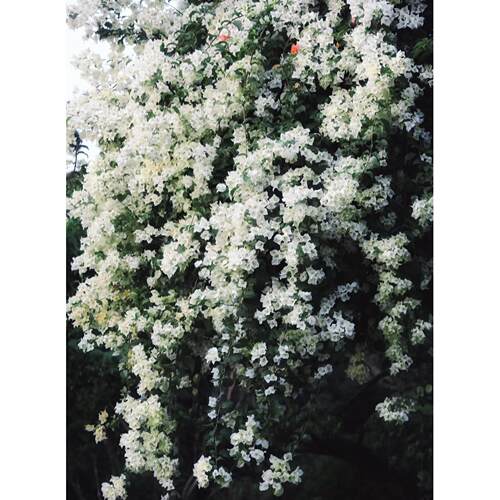 【白雪公主】三角梅多季勤花爬藤植物阳光庭院绿植观赏