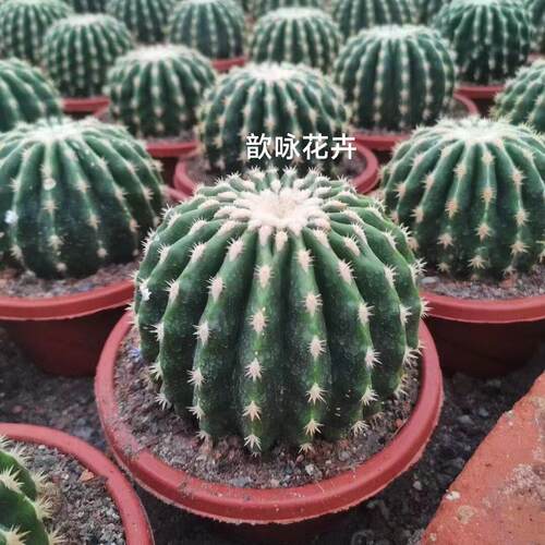 裸虎仙人球多肉盆栽 绿色桌面植物 易于养护办公桌摆设