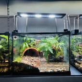 爬宠雨林缸造景生态内置过滤热带植物全自动微景观