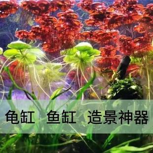 养绿植水培鱼缸水草摆件水草净化造景养鱼植物增氧泵氧气泵草鱼真