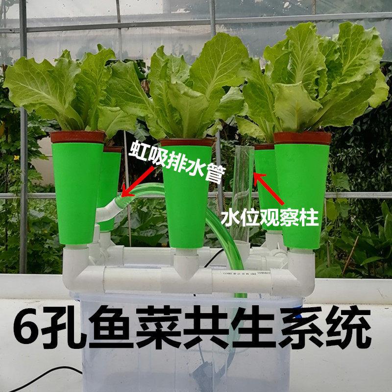 六孔鱼菜共生设备无土栽培过滤系统阳台种菜箱亲子教学种植器具