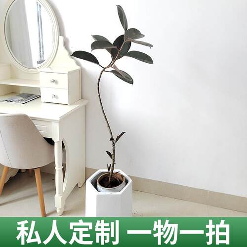 s型造型黑金刚橡皮树花金刚盆栽大型植物室内客厅观叶好养基地