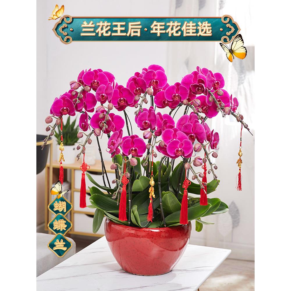 蝴蝶兰鲜花盆栽带花大盆室内真花带花苞双花剑同城特级高档年宵花