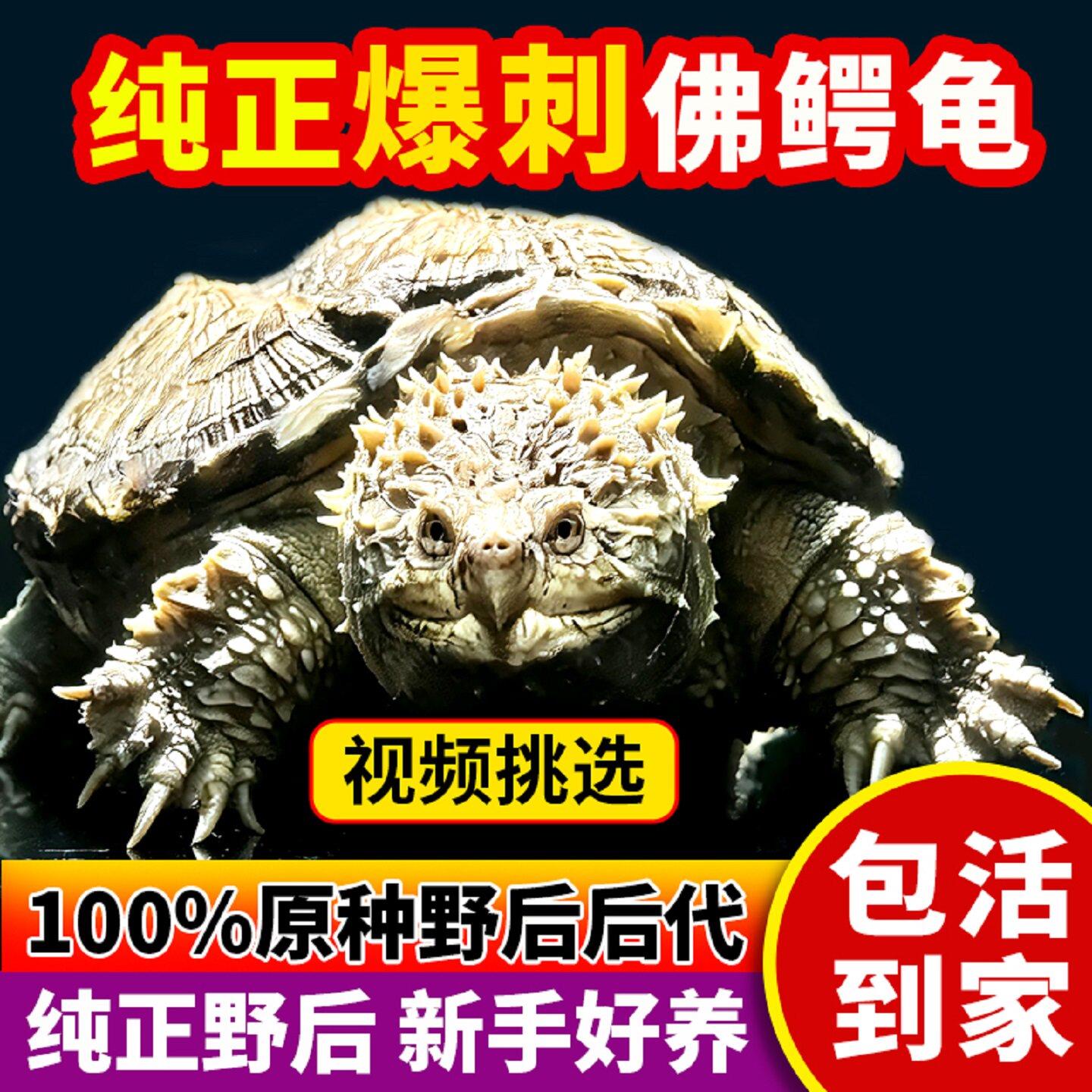 野后纯佛原种鳄龟爆刺乌龟活物小龟苗杂佛幼苗大罕见观赏龟好养
