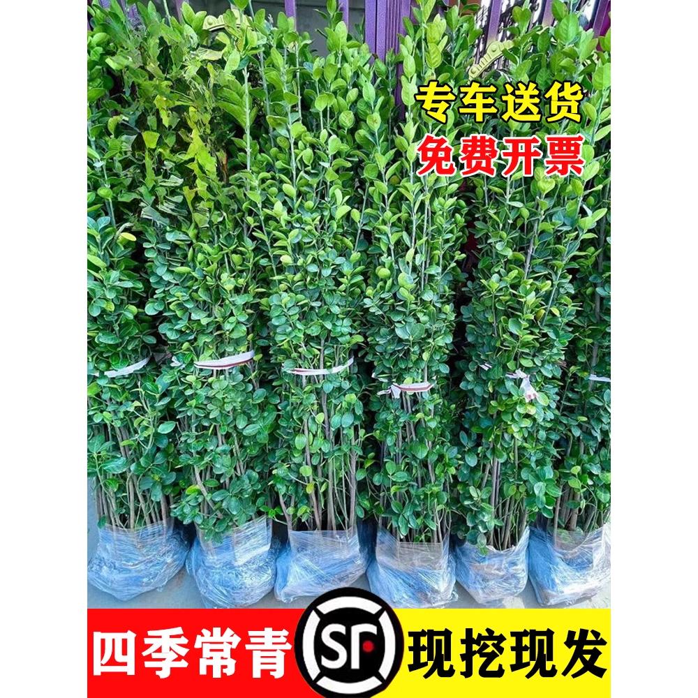 冬青树苗法国直立绿篱笆庭院围墙植物四季常青耐寒丛生北海道黄杨