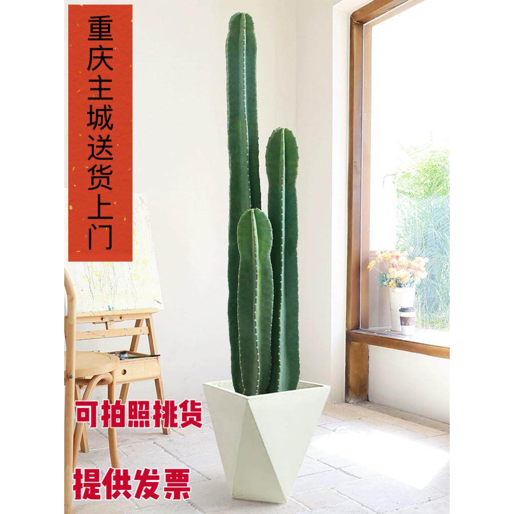 量天尺仙人掌仙人柱多肉植物网红北欧风中大型客厅办室内落地盆栽