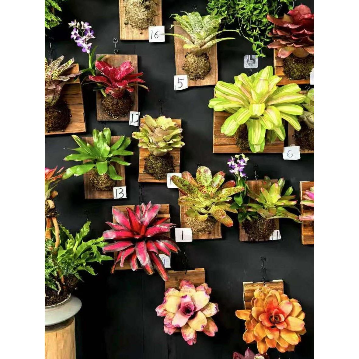 〖积水凤梨〗（植物上板配挂钩）单朵挂板室内高处墙壁悬挂板植