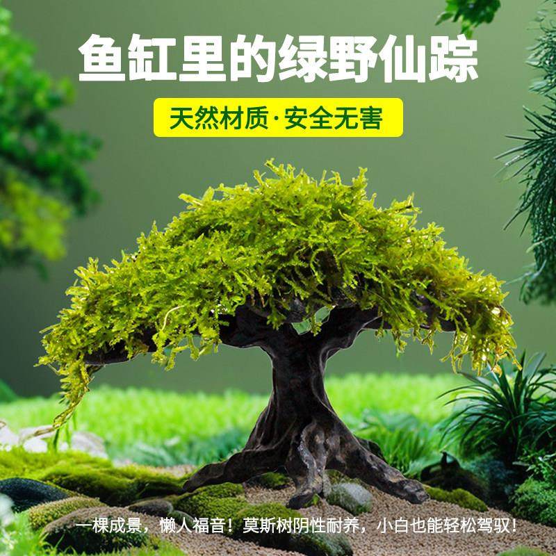 沉木莫斯树水草生态鱼缸专用造景水草树养鱼水草水培植物和鱼共养