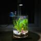 微景观生态瓶少换水自循环小鱼缸小型桌面办公桌水草造景生态缸