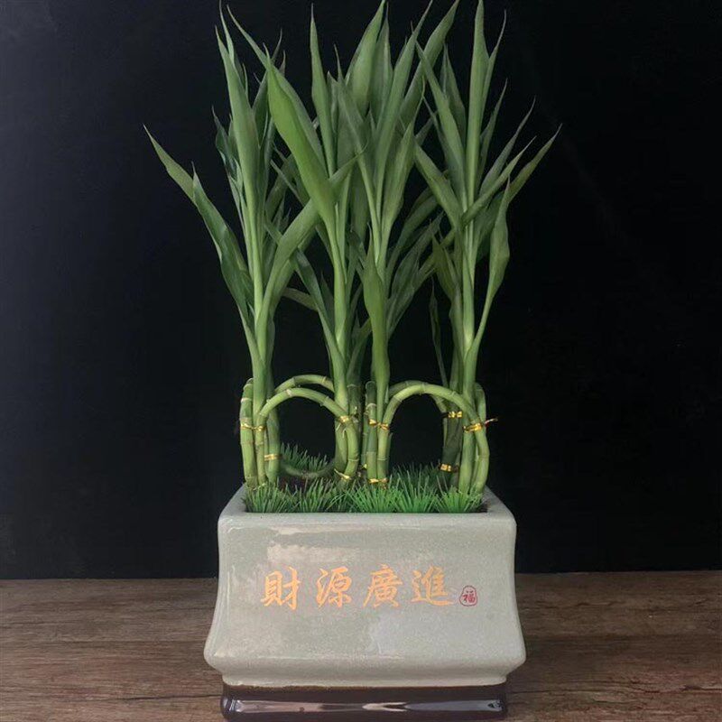 招财竹盆栽室内办公客厅高档造型富贵竹盆景前台桌面植物转运绿植