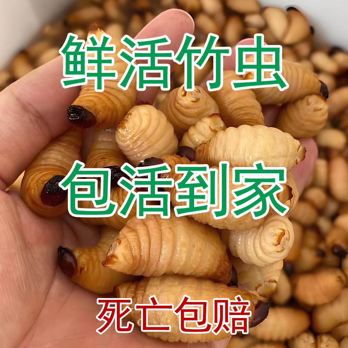 鲜活竹虫竹蛹广宁竹笋虫蛹咀食用昆虫竹子虫椰子虫活体包活到家