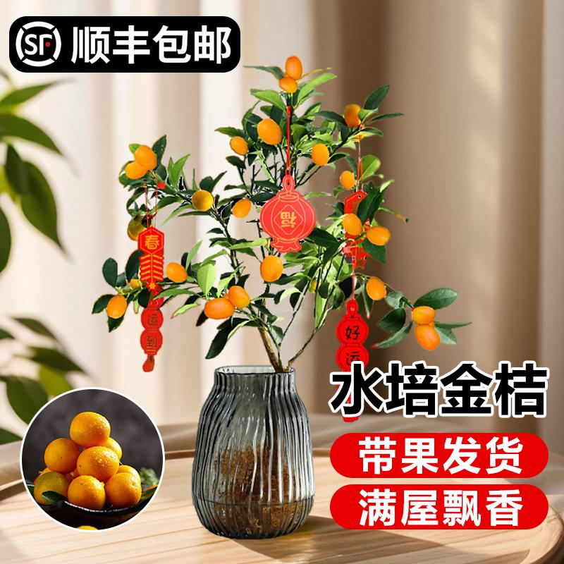 水培植物金桔树盆栽可食用带果脆皮四季橘子树苗客厅室内花卉绿植