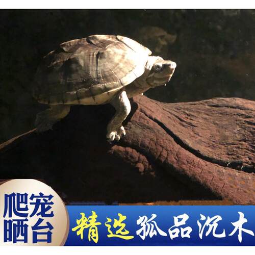 四方沉木乌龟晒台躲避鱼缸造景摆件异形寄居蟹南美缸水草紫柚沉木