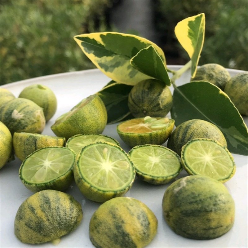 【嘉瑞】花叶小青柠“奶茶G”常绿小灌木开花观果