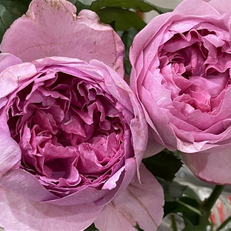 铃兰家 | 伊芙j香玉 2024伊芙系列浓香灌木盆栽花苗大花多季节开