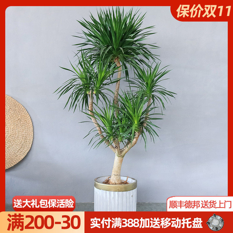 龙血树大型绿植多头单杆老桩造型龙须树耐阴观叶植物网红室内盆栽,鲜花速递/花卉仿真/绿植园艺,大型绿植/成品组合盆栽,淘宝优惠券,粉丝福利购,淘宝优惠卷