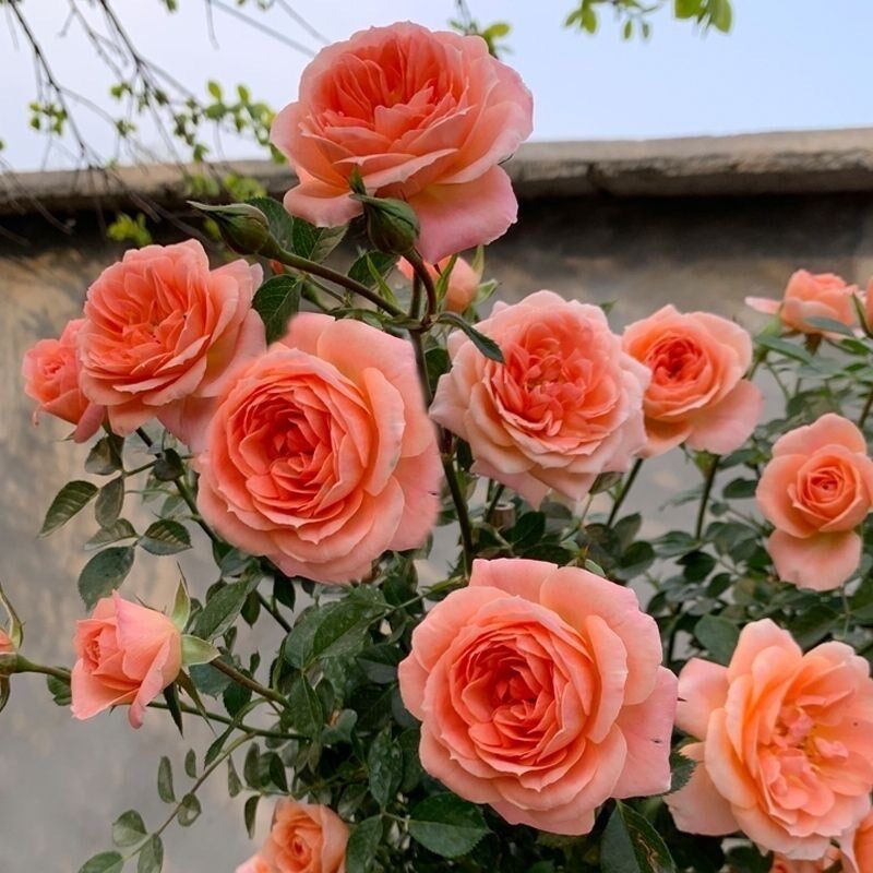 甜梦 浓香大型藤本月季甜梦微花多花爬藤月季多花藤本类香槟色勤,鲜花速递/花卉仿真/绿植园艺,月季/蔷薇/玫瑰,淘宝优惠券,粉丝福利购,淘宝优惠卷