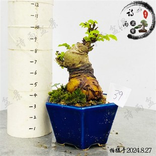 小叶榔榆微型盆景矮霸袖珍老桩造形疙瘩盆栽客厅办公窗台桌面盆栽