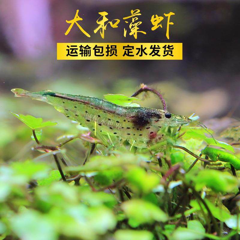大和藻虾珍珠虾除丝藻除黑毛大河藻虾工具虾除藻能力极强观赏虾,节庆用品/礼品,路引,淘宝优惠券,粉丝福利购,淘宝优惠卷