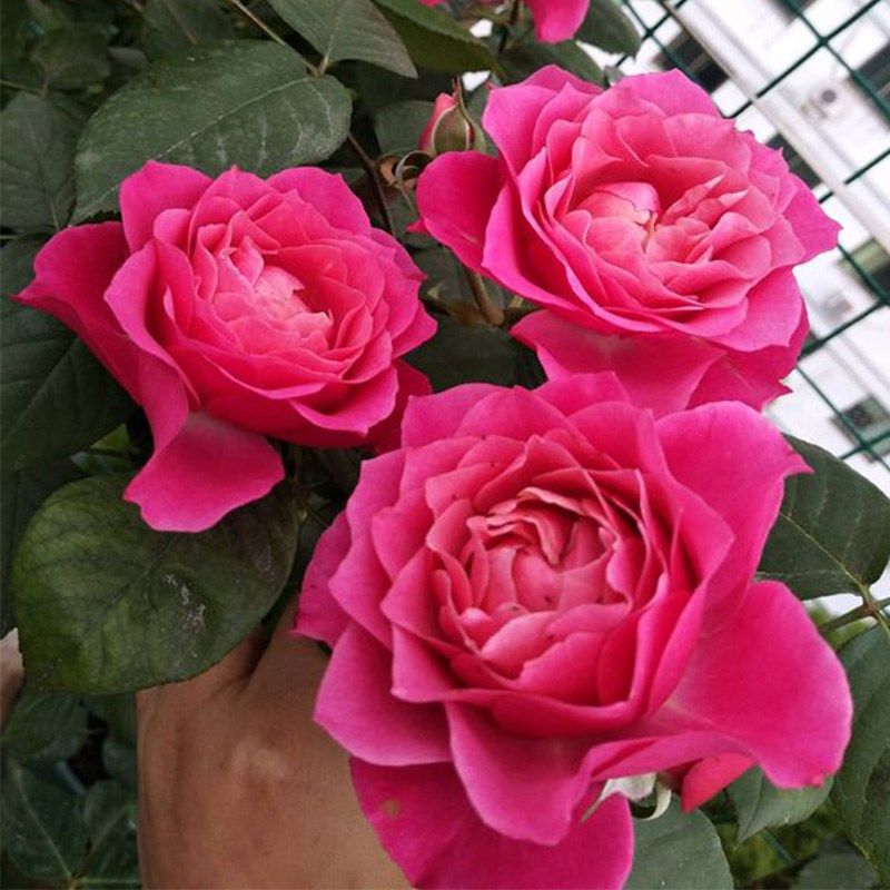 欧月永远的马焦雷大花微月月季花苗盆栽阳台绿植蔷薇玫瑰,鲜花速递/花卉仿真/绿植园艺,月季/蔷薇/玫瑰,淘宝优惠券,粉丝福利购,淘宝优惠卷