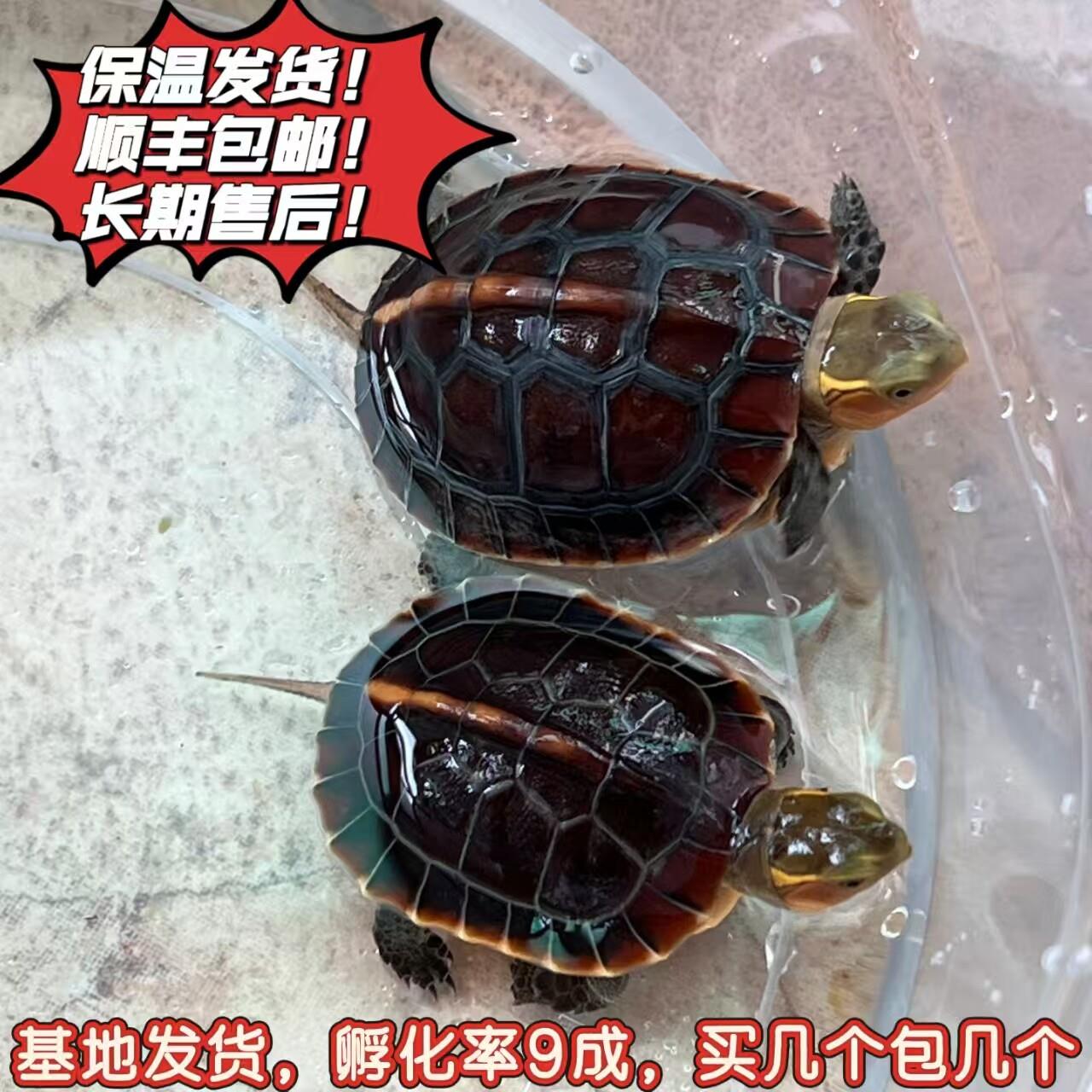 安缘皖南龟苗黄缘龟幼龟蛋闭壳观赏宠物乌龟活体高背龟陆地金钱龟