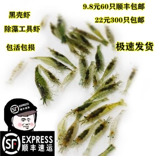 繁殖最快的活虾小观赏淡水虾苗除藻清洁虾冷水鱼缸里养的小虾喂龟