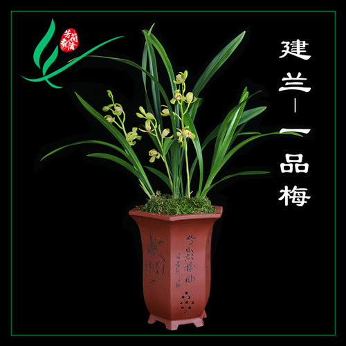 建兰四季兰花一品梅浓香花卉景栽盆土绿植带草植物名W贵苗花苞室
