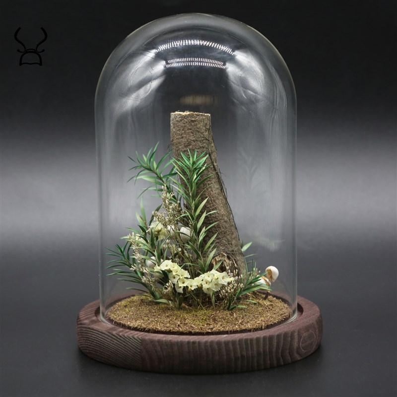 【素材】真实自然生态植物标本装饰品玻璃罩家居摆件干花昆虫甲虫