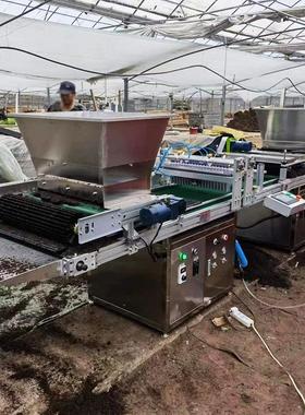 蔬菜穴盘育苗播种机农用漂盘覆土压穴一体机全自动穴盘育苗机