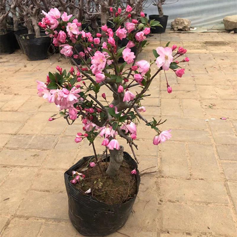 垂丝海棠盆栽植物室外好养植物老桩海棠花盆景树苗冬季耐寒花卉