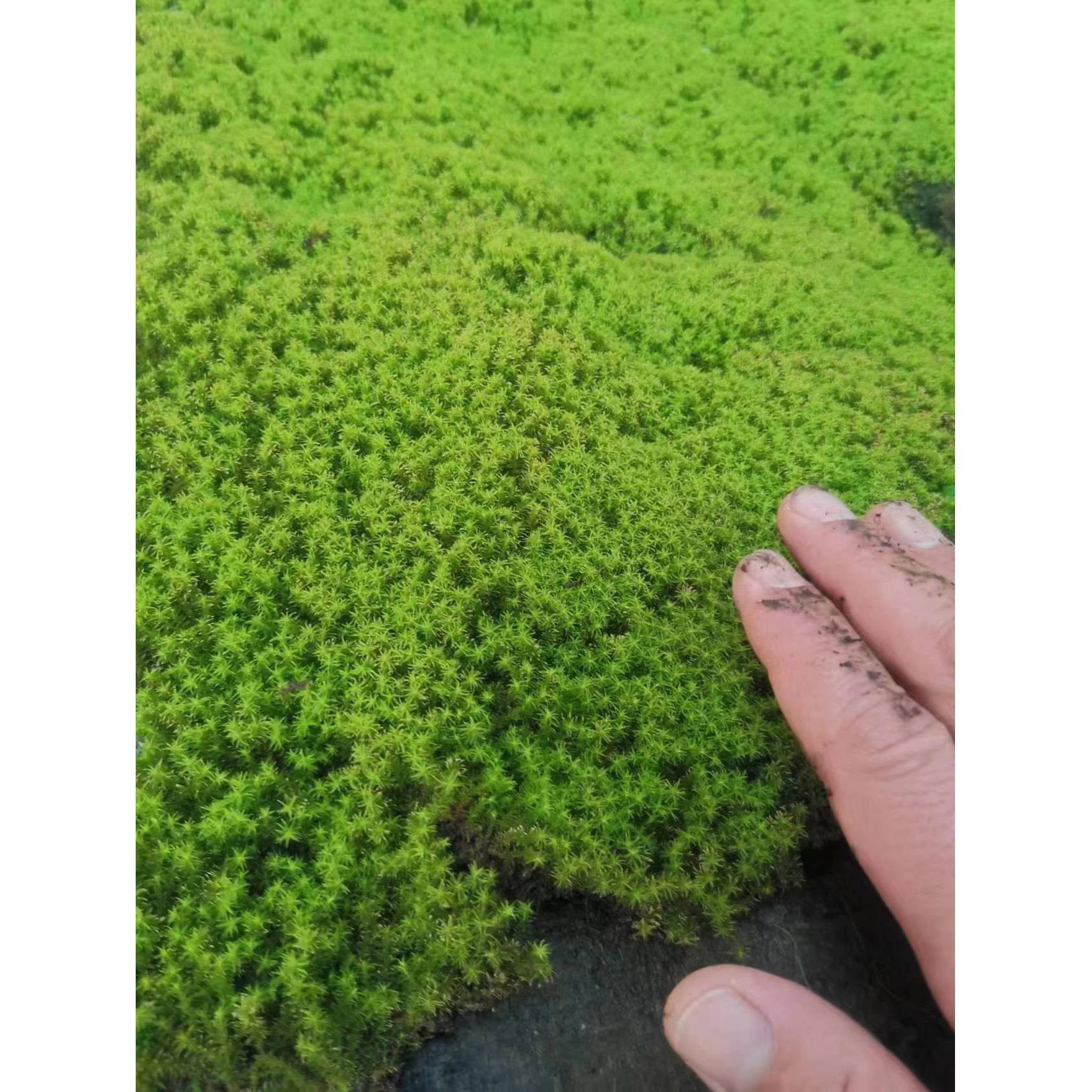 鲜活培育星星藓苔藓微景观盆栽盆景铺面装饰造景材料生态瓶植物