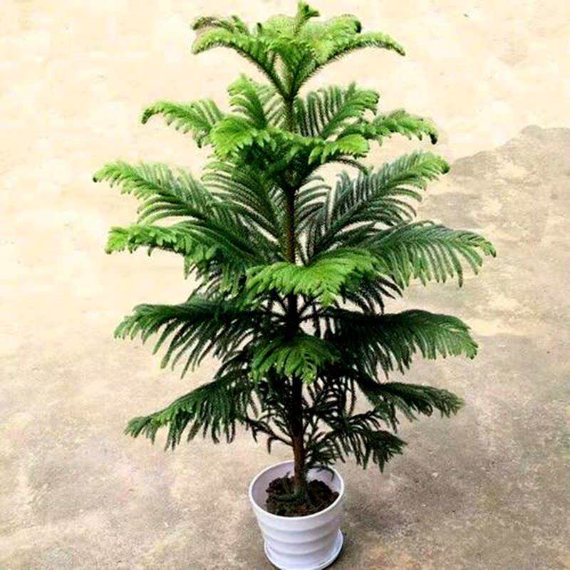 南洋杉树苗圣诞树南洋松大小苗花卉盆景客厅花卉绿植盆栽四季常青