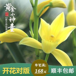 四季 建兰黄金小神童冠正品 苗带花苞室内阳台花卉盆栽绿植好养易活