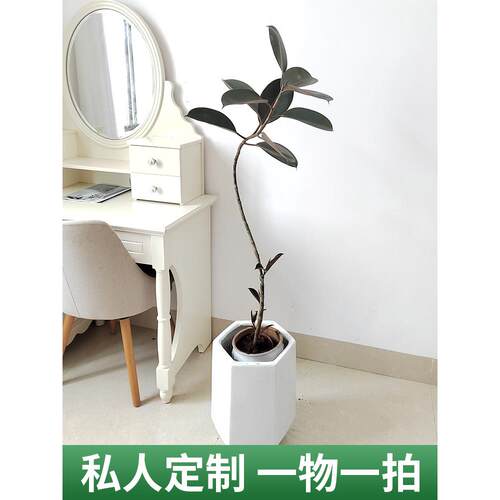 s型造型黑金刚橡皮树花金刚盆栽大型植物室内客厅观叶好养基地
