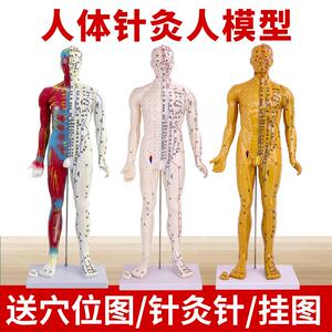 中医人体针灸十二经络穴位模型人85CM标准全身小铜人教学模特图