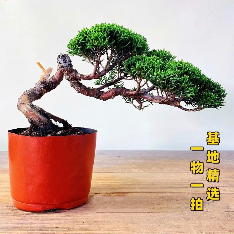 基地直销宫阪系鱼川真柏小盆景老桩E素材高档盆栽阳台茶台绿植摆
