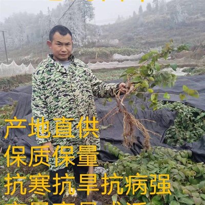 湘蕾5号金f银花苗,抗寒能力强产量高好