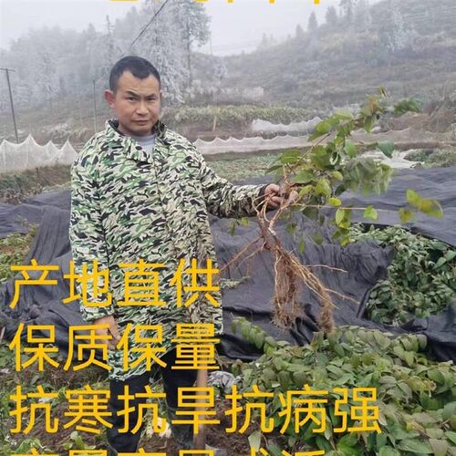 湘蕾5号金f银花苗,抗寒能力强产量高好