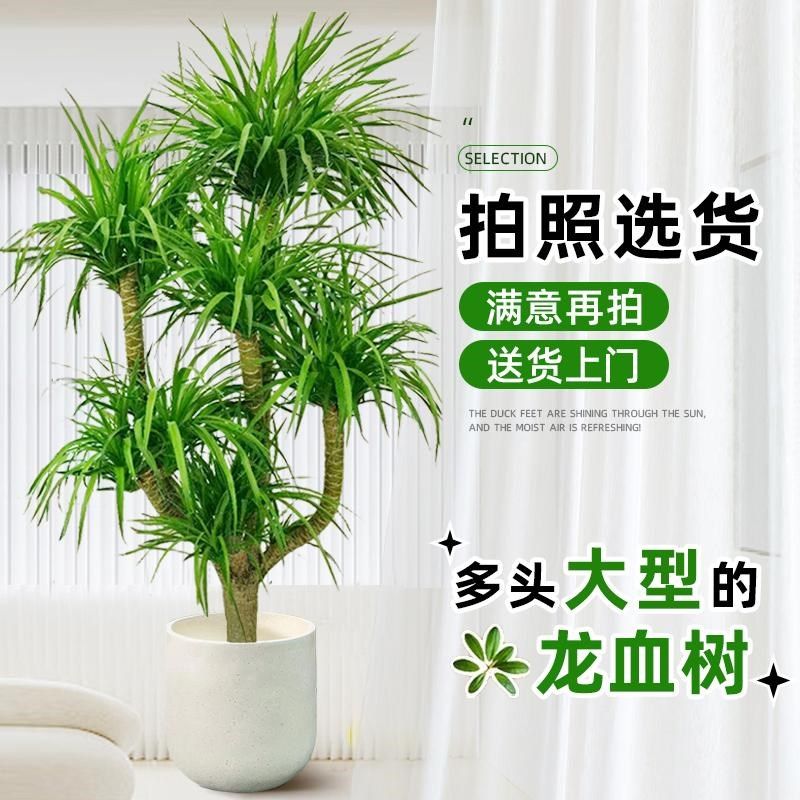造型龙血树客厅绿植龙须树u龙铁树办公室大型盆栽室内老桩好养植
