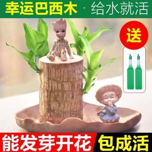 巴西木格鲁特树人开花水培养幸运木室内好养懒人花卉迷你绿植盆栽