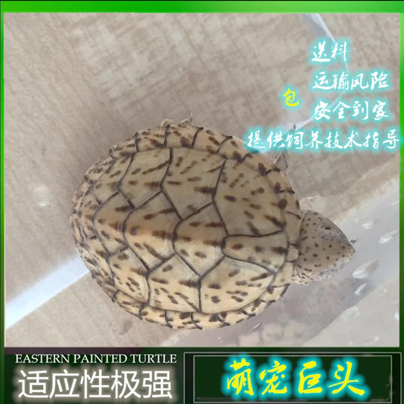 甲猛龟业 25年巨头蛋龟龟苗虎纹蛋龟龟苗宠物龟乌龟专业观赏萌宠