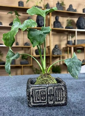 新中式仿古汉砖禅意小福贵微景观花盆菖蒲文竹T桌面复古做旧花器