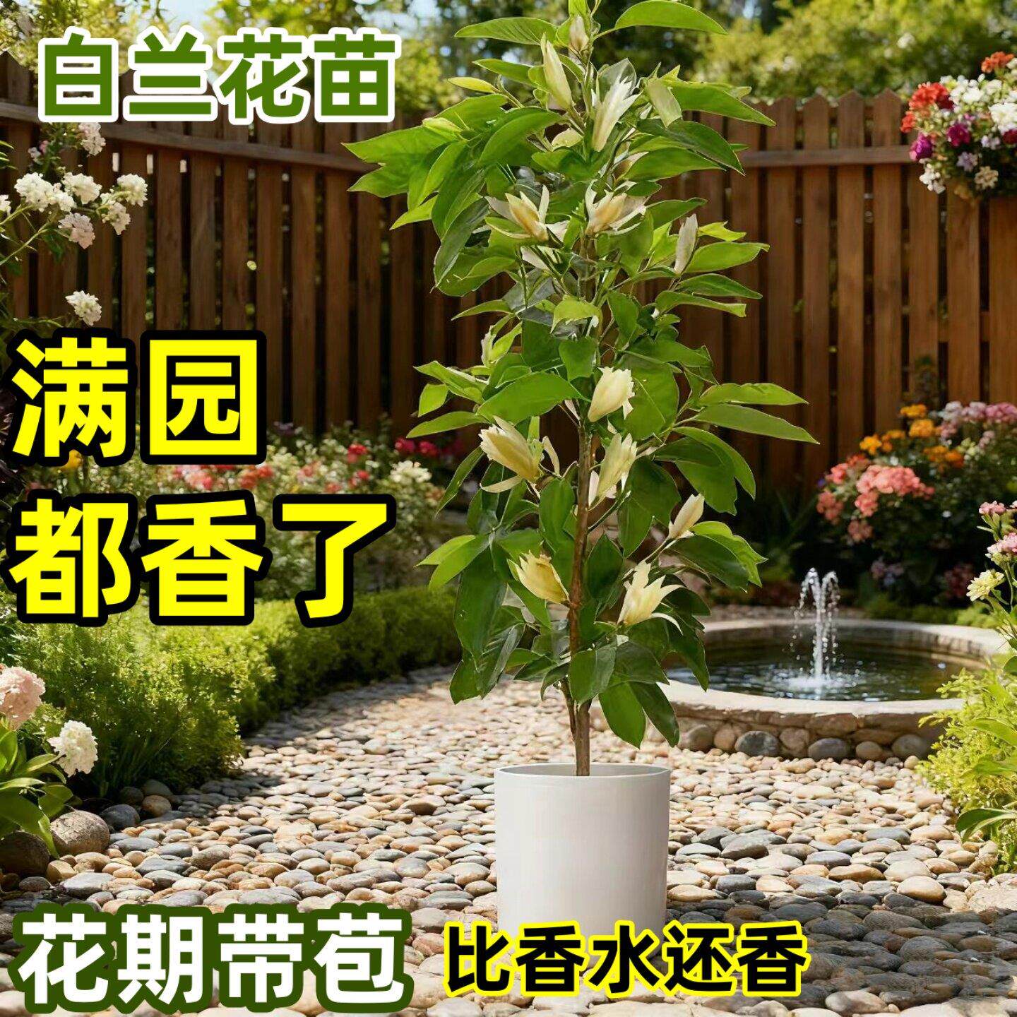 嫁接白兰花盆栽黄角兰黄桷兰白玉兰黄玉兰花缅桂花苗盆栽树苗庭院