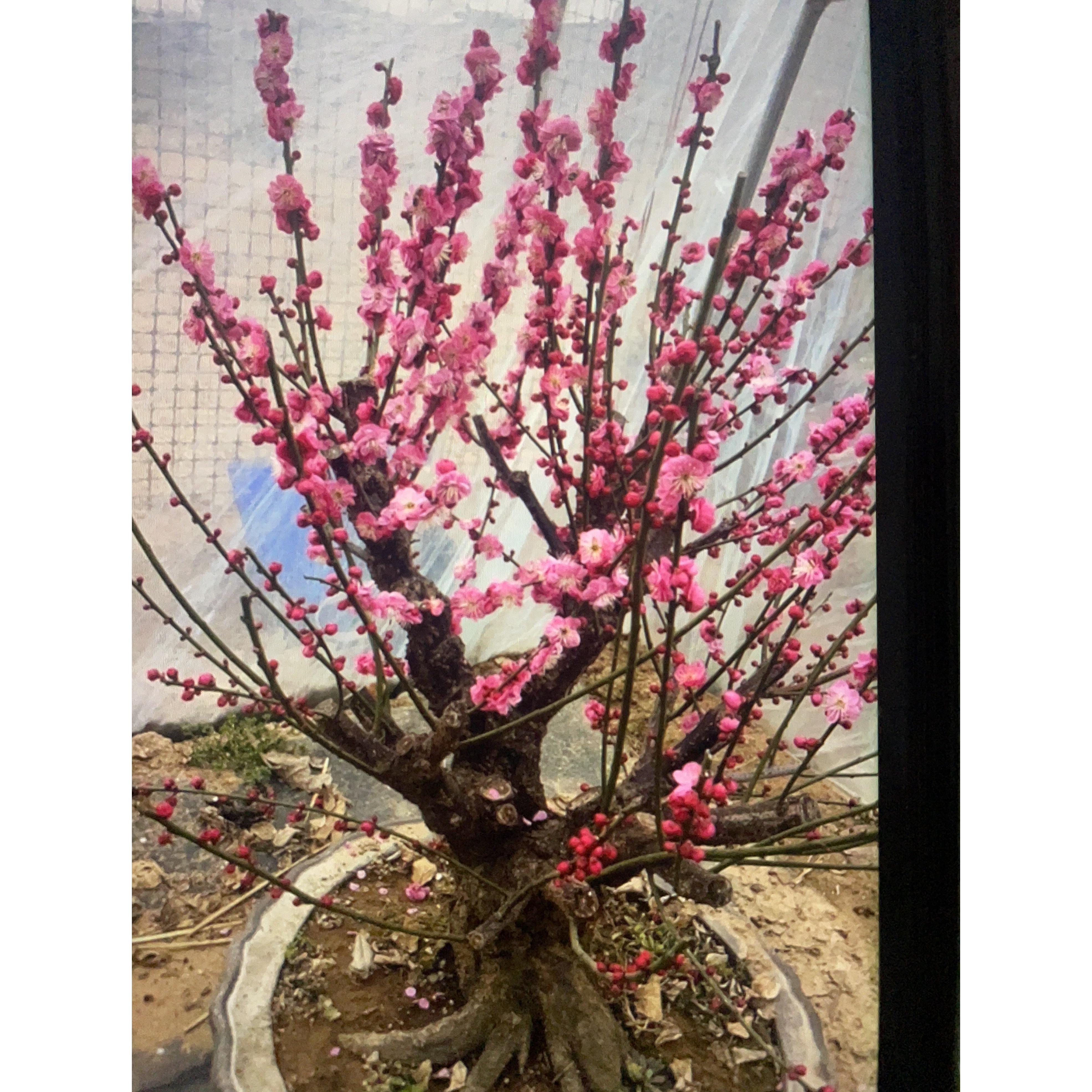 红梅老桩盆栽梅花盆景原生骨里红盆景朱砂梅腊梅阳台庭院耐寒植物